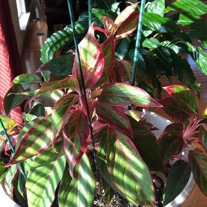 Meet your Posher, Renee